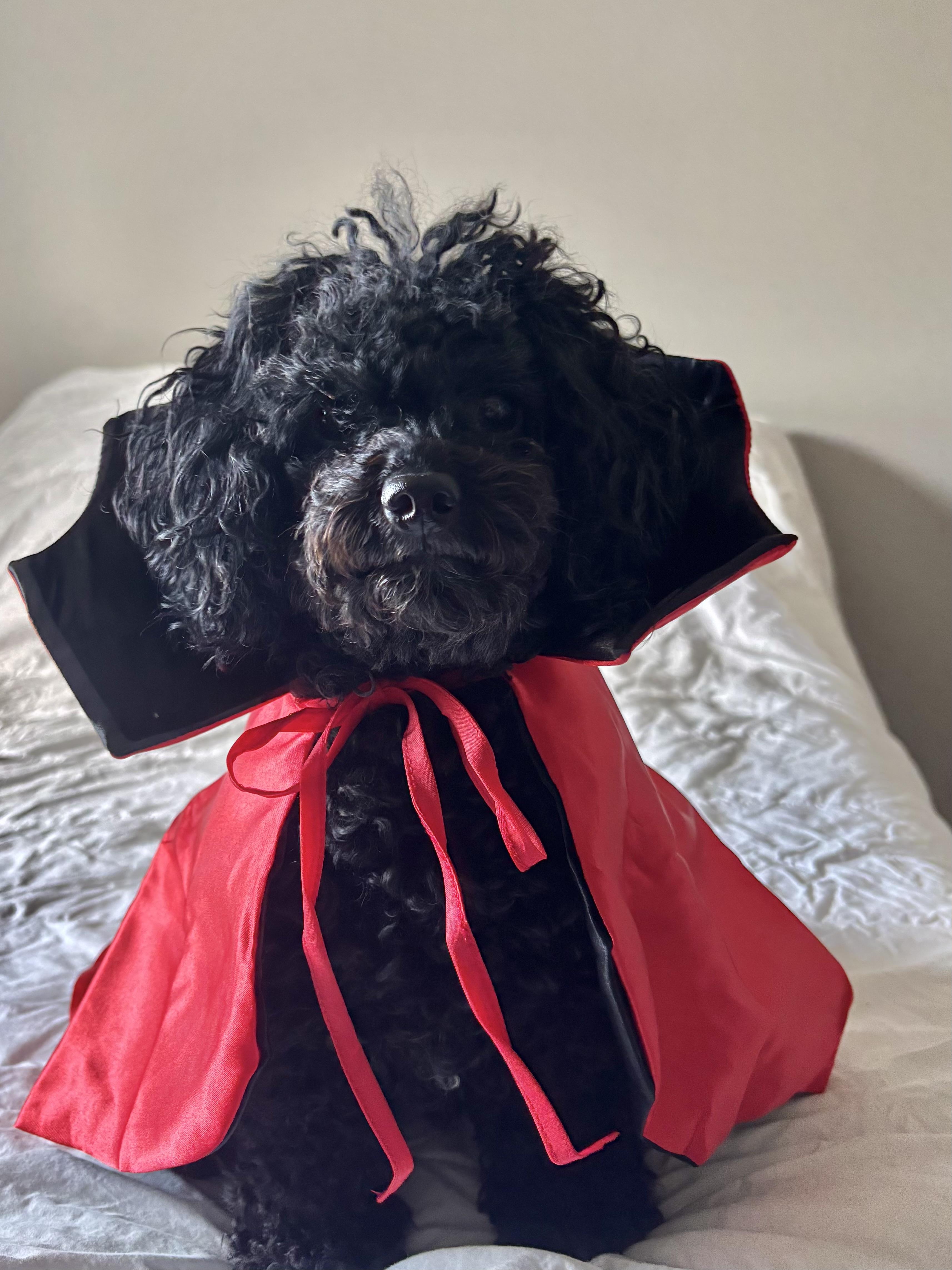 Enlarge Emmett, a Adoptable Poodle in Orlando, FL image 2/6