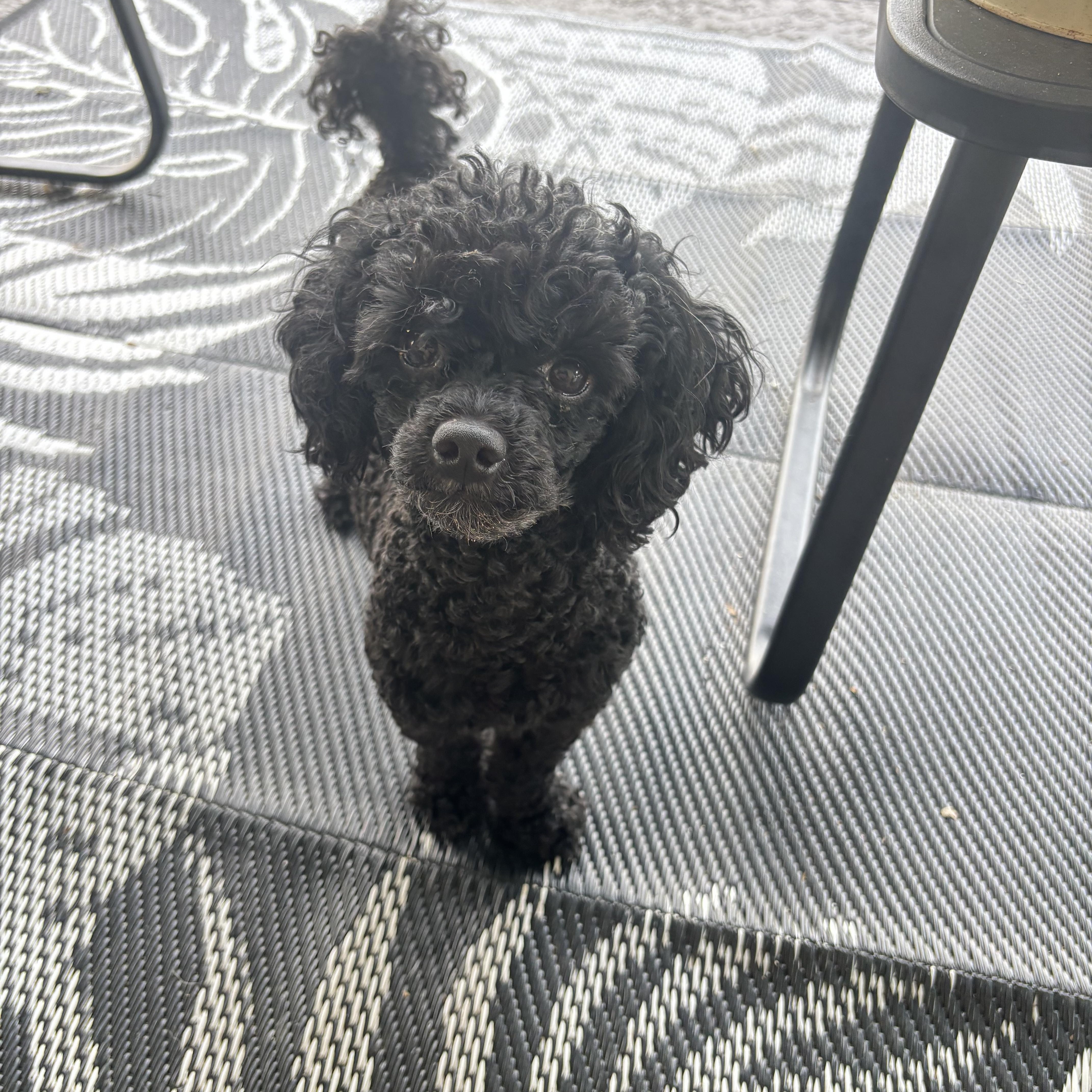Emmett, a Adoptable Poodle in Orlando, FL image 1/5