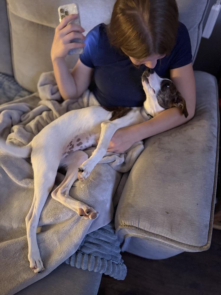 Enlarge Shania, a Adoptable mixed breed in Syracuse, NY image 4/6