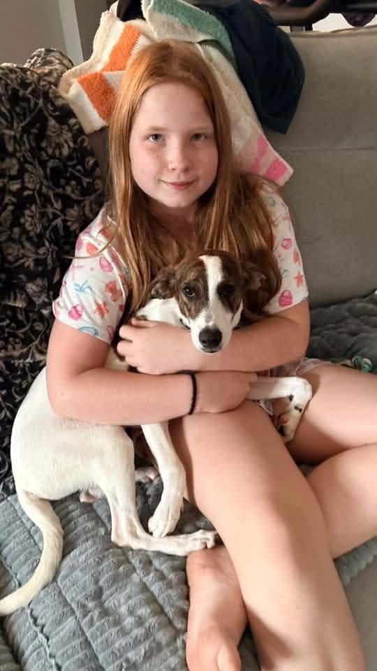 Enlarge Shania, a Adoptable mixed breed in Syracuse, NY image 5/6