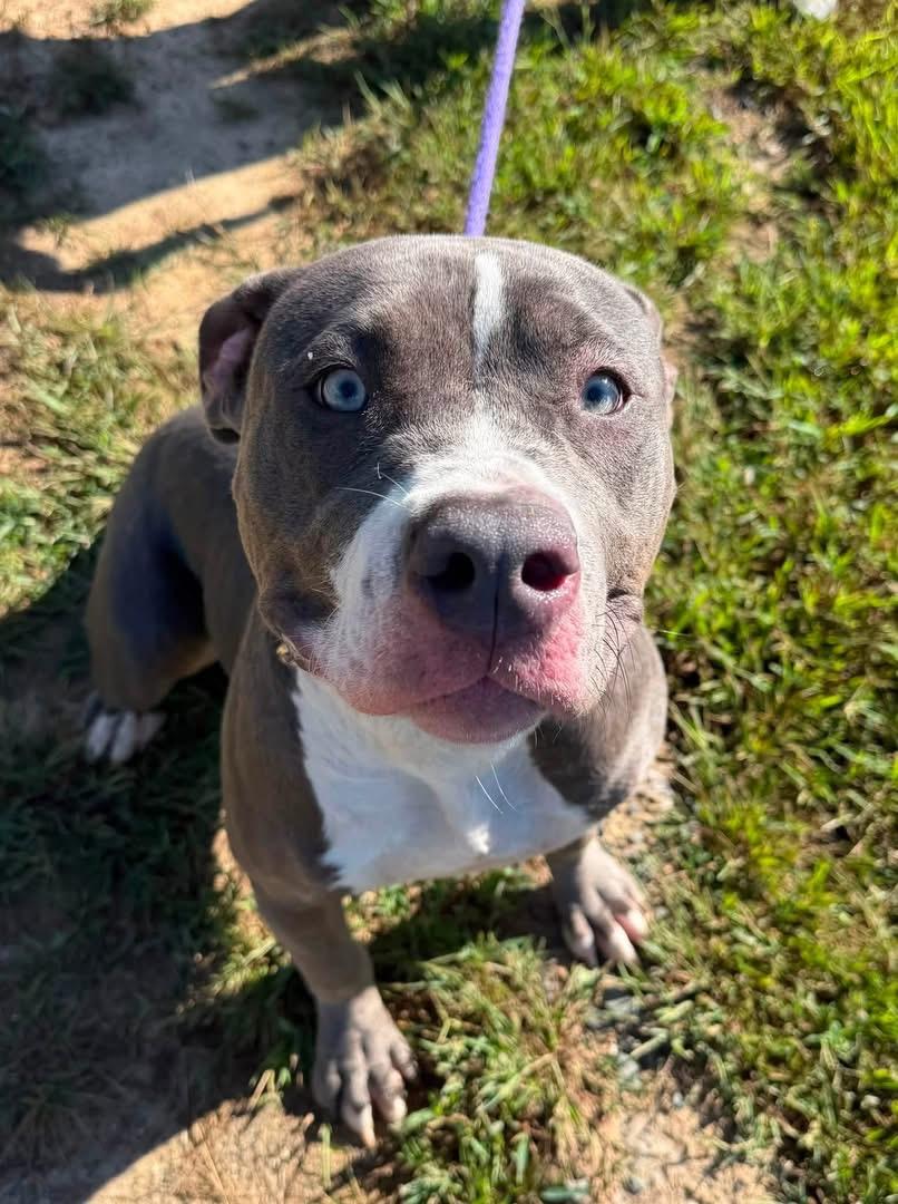 Luna (ID 53150), Adopted, Young Female Pit Bull Terrier.