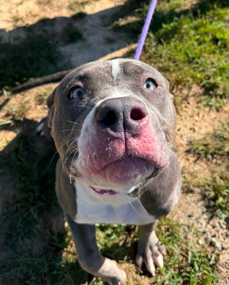 Enlarge Luna (ID 53150), a Adopted Pit Bull Terrier in Manassas, VA image 2/2