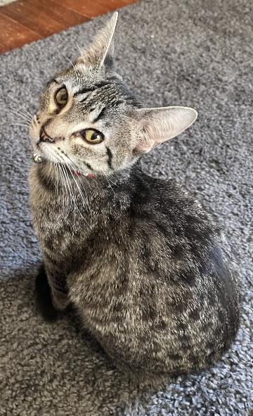 Enlarge Spruce, a Adoptable Domestic Short Hair in Manhattan , KS image 2/3