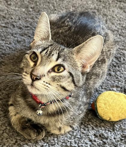 Spruce, Adoptable, Young Male Domestic Short Hair.