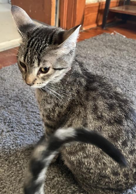 Enlarge Spruce, a Adoptable Domestic Short Hair in Manhattan , KS image 3/3