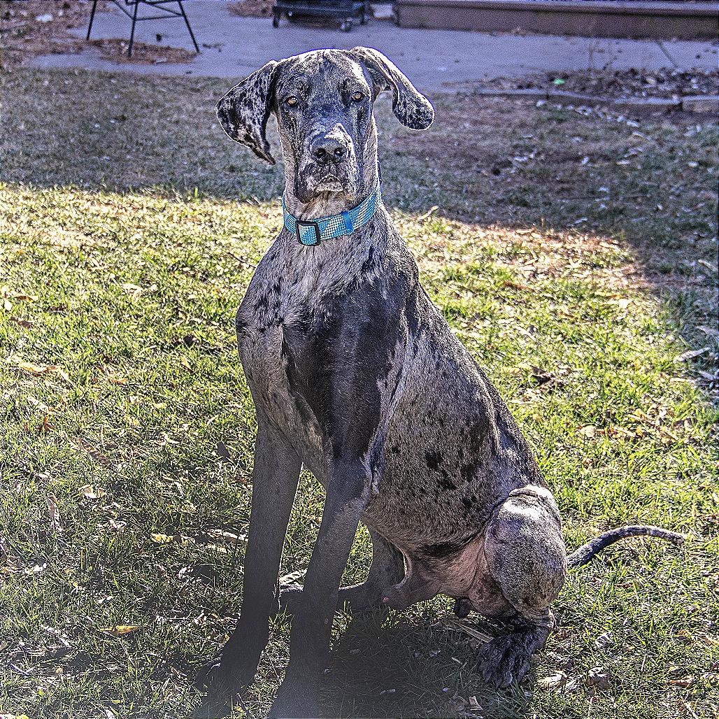Enlarge Mando, a Adoptable Great Dane in Wichita, KS image 1/6