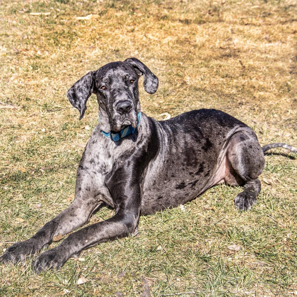 Enlarge Mando, a Adoptable Great Dane in Wichita, KS image 2/6