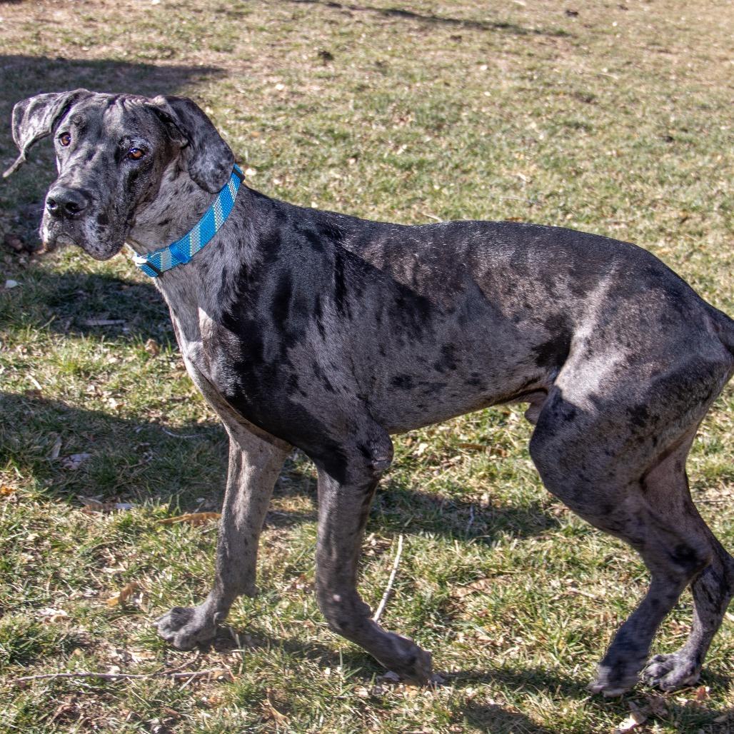 Enlarge Mando, a Adoptable Great Dane in Wichita, KS image 3/6