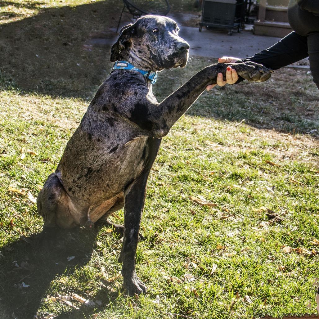 Enlarge Mando, a Adoptable Great Dane in Wichita, KS image 4/6