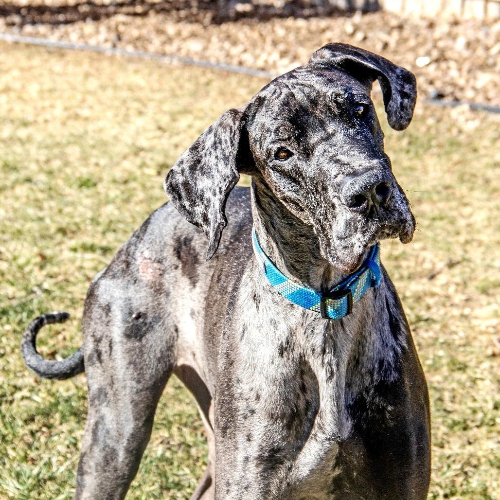 Enlarge Mando, a Adoptable Great Dane in Wichita, KS image 5/6