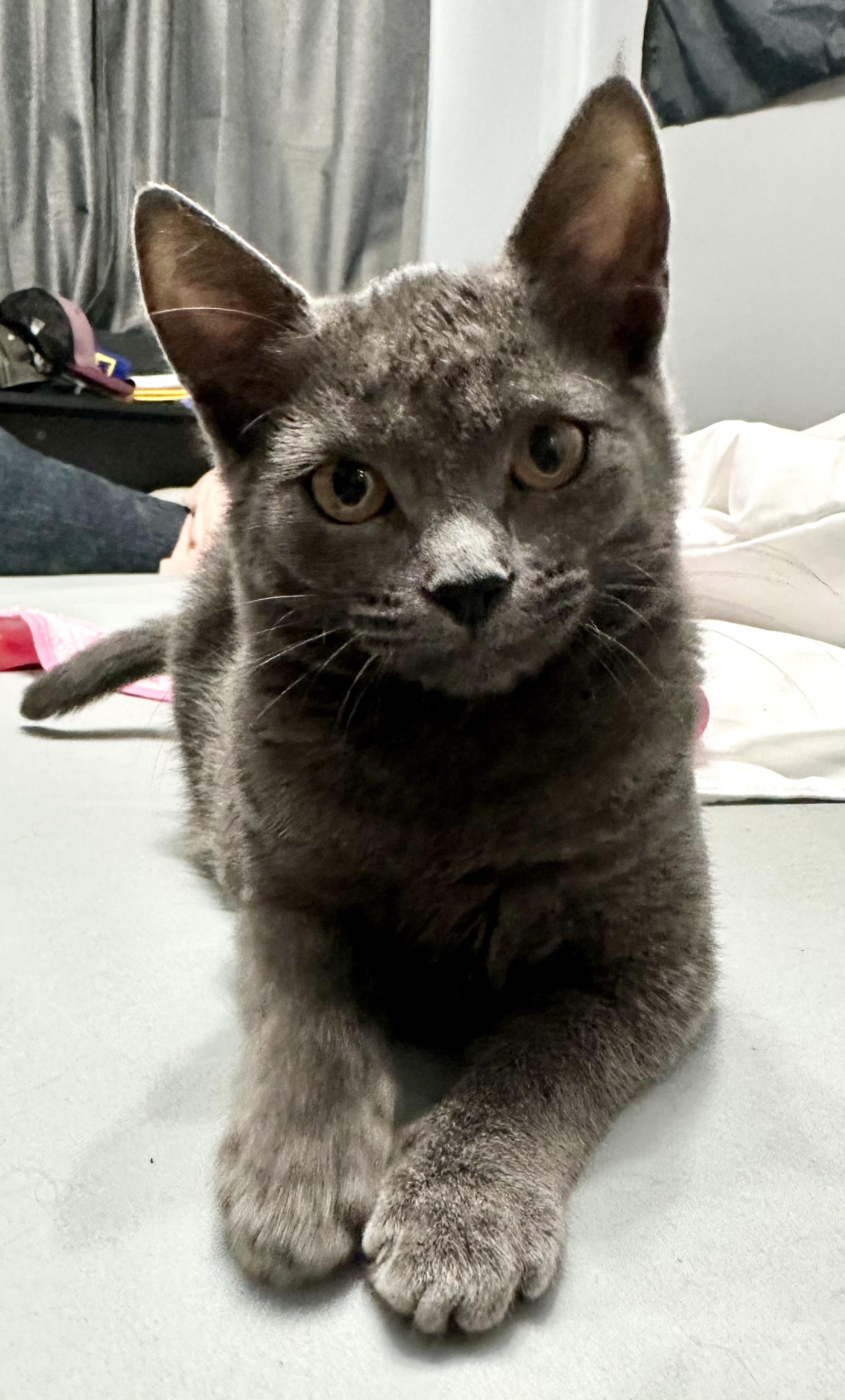 Molly, a Adoptable Domestic Short Hair in Ashland, VA image 2/4
