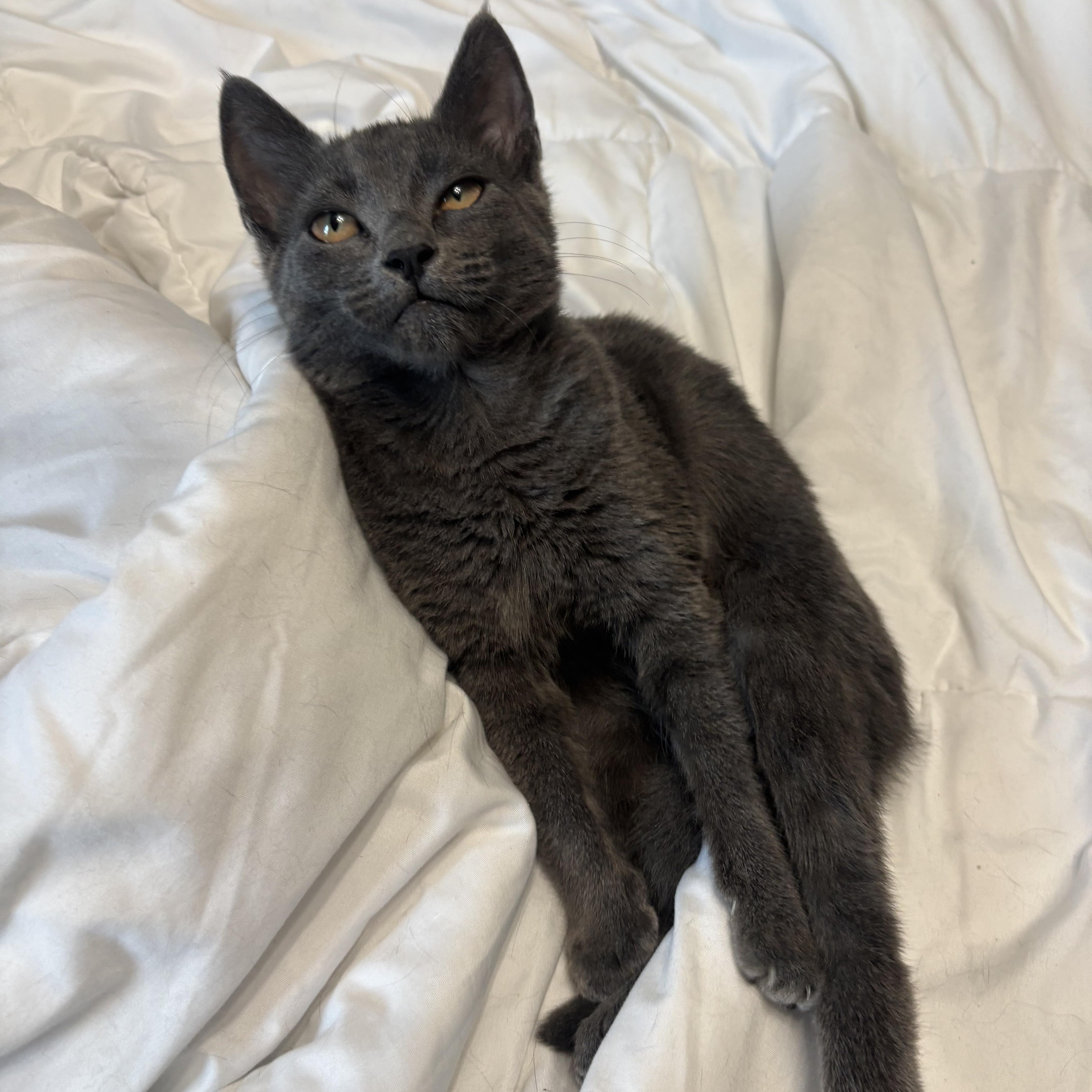 Molly, a Adoptable Domestic Short Hair in Ashland, VA image 3/4