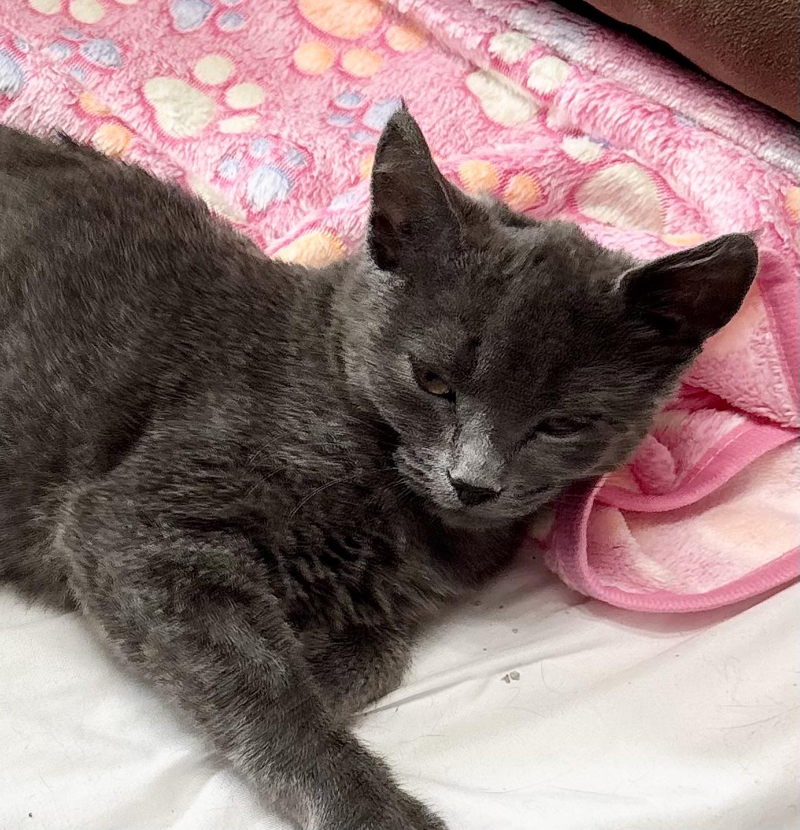 Molly, a Adoptable Domestic Short Hair in Ashland, VA image 4/4