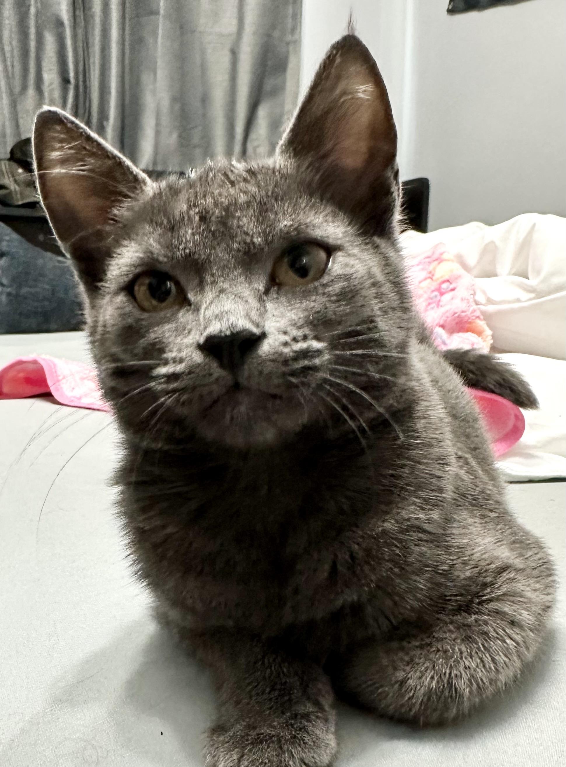 Molly, Adoptable, Young Female Domestic Short Hair.
