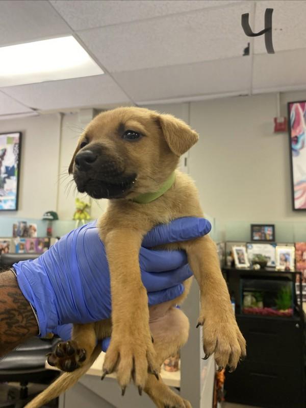 Enlarge Sakura, a Adoptable mixed breed in Victorville, CA image 1/1