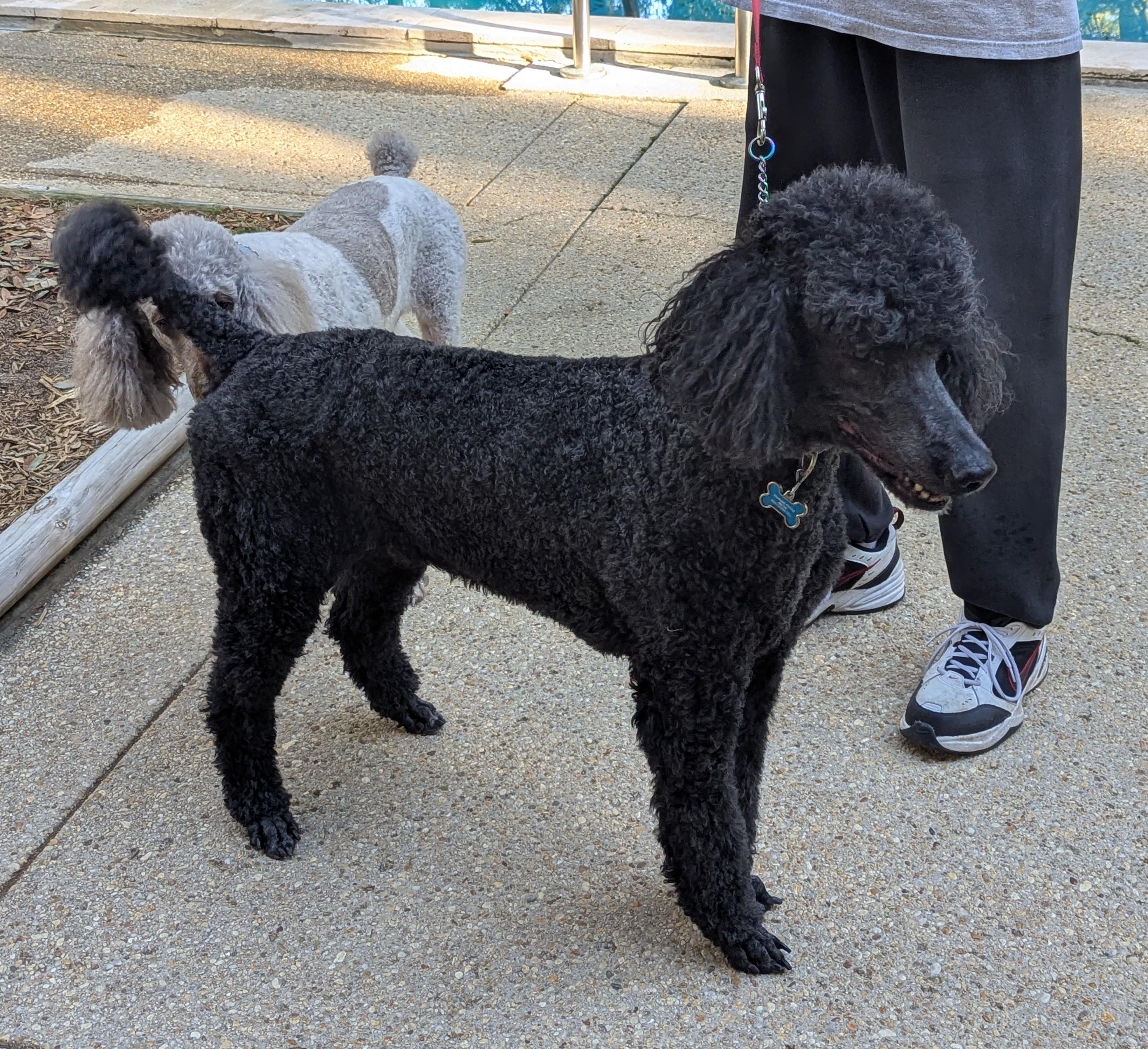 Louis, an adopted Standard Poodle in Pensacola, FL image 1/2