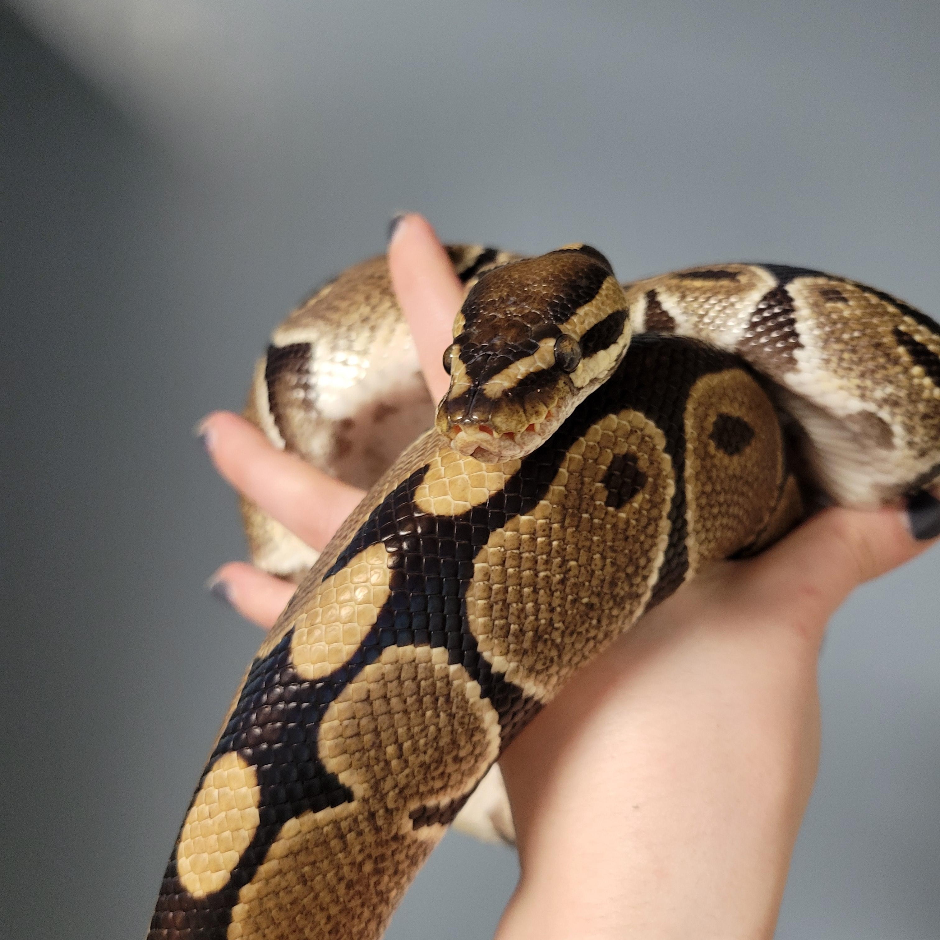 Blackie, a Adoptable Ball Python in Dunbar, PA image 1/2