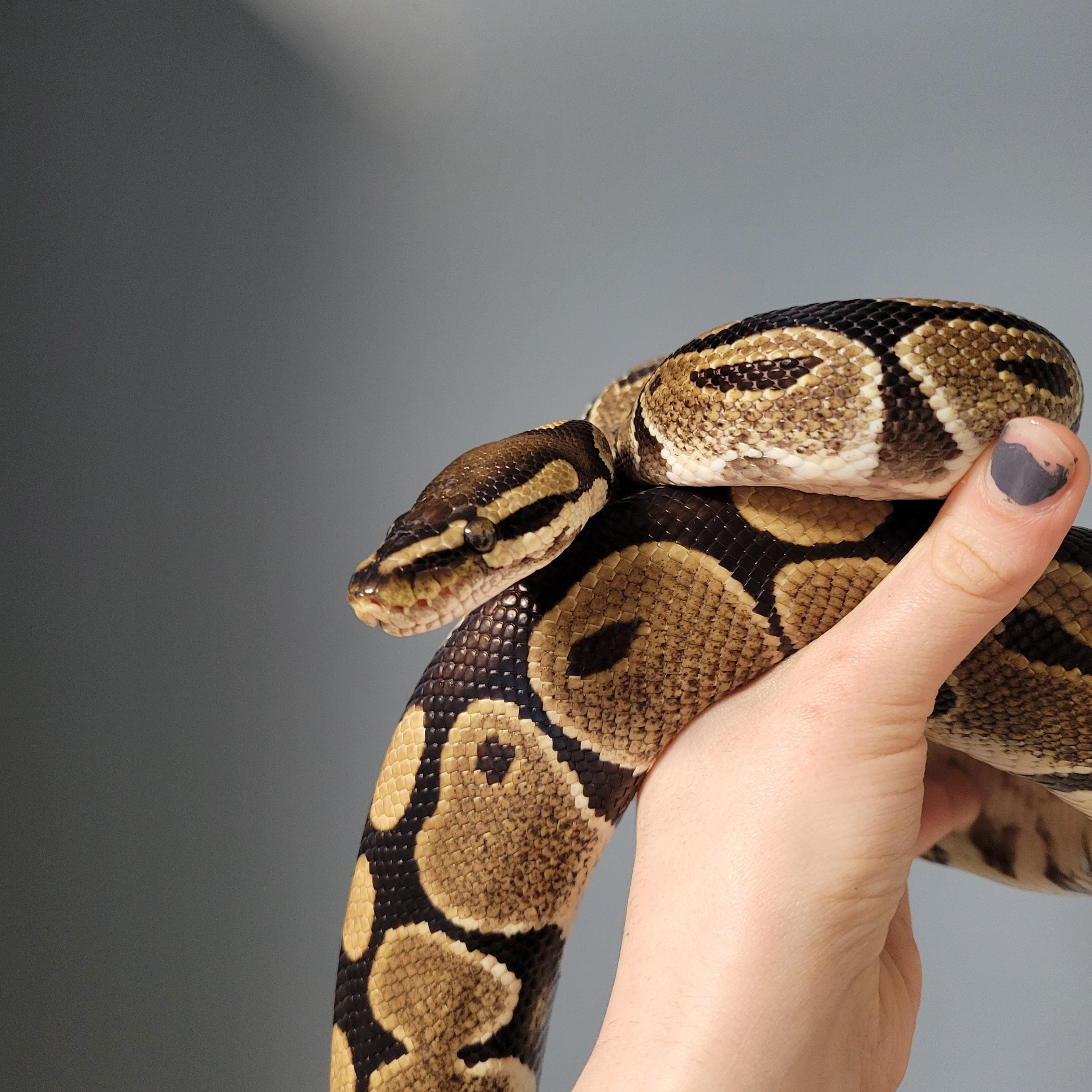 Blackie, a Adoptable Ball Python in Dunbar, PA image 2/2