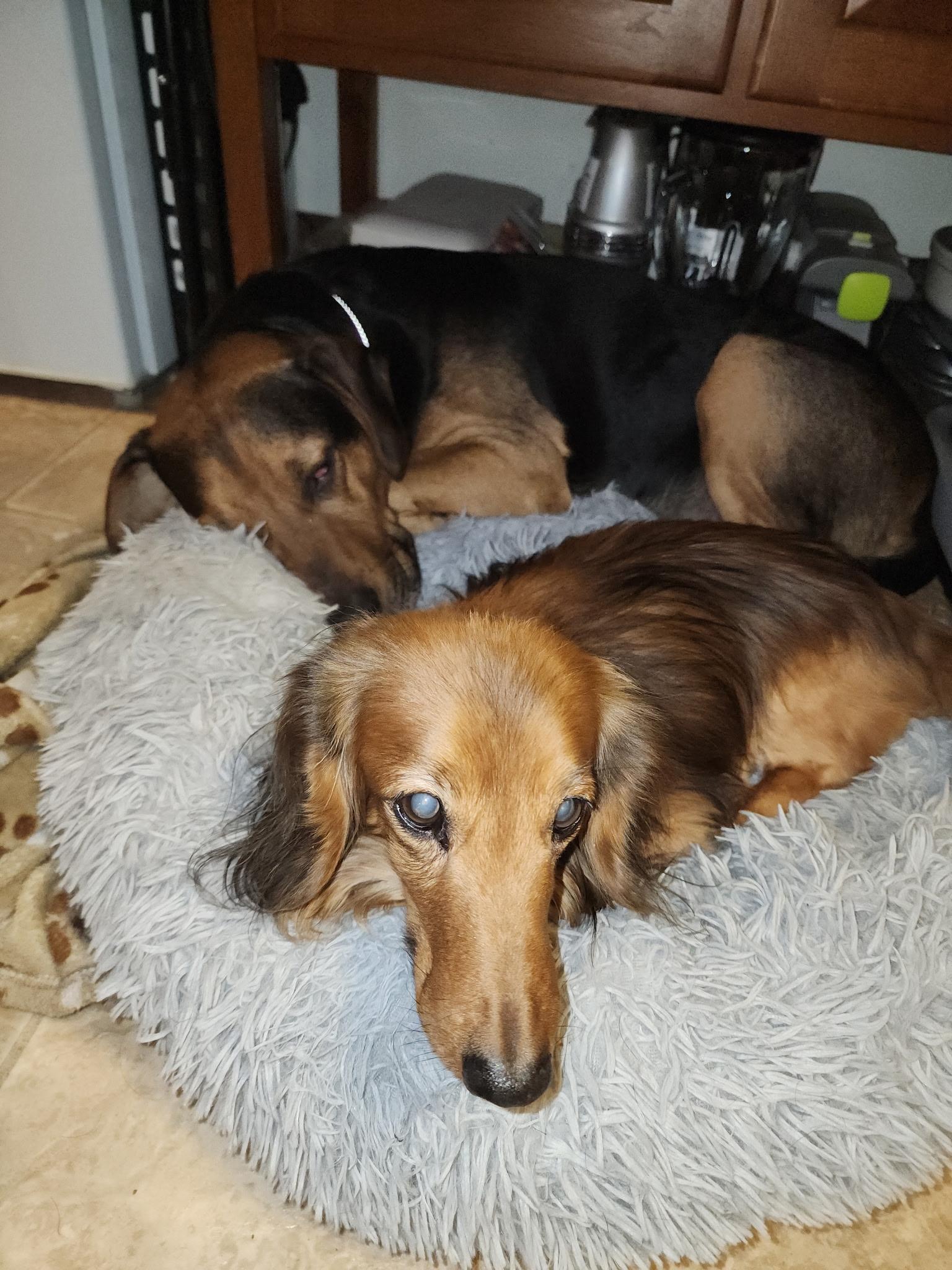 Enlarge Donatello aka Donnie, a ADOPTABLE mixed breed in Bowdoin, ME image 2/5