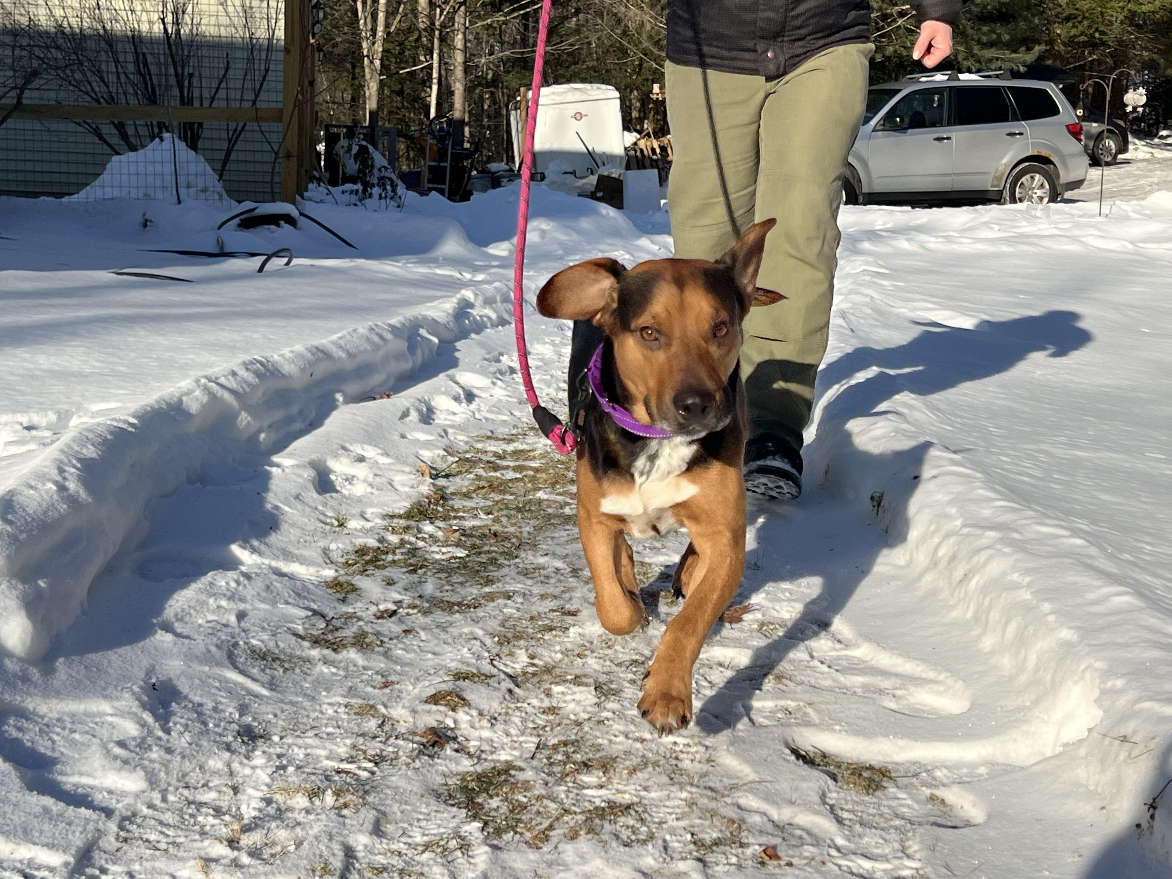 Donatello aka Donnie, ADOPTABLE, Adult Male Mixed Breed.