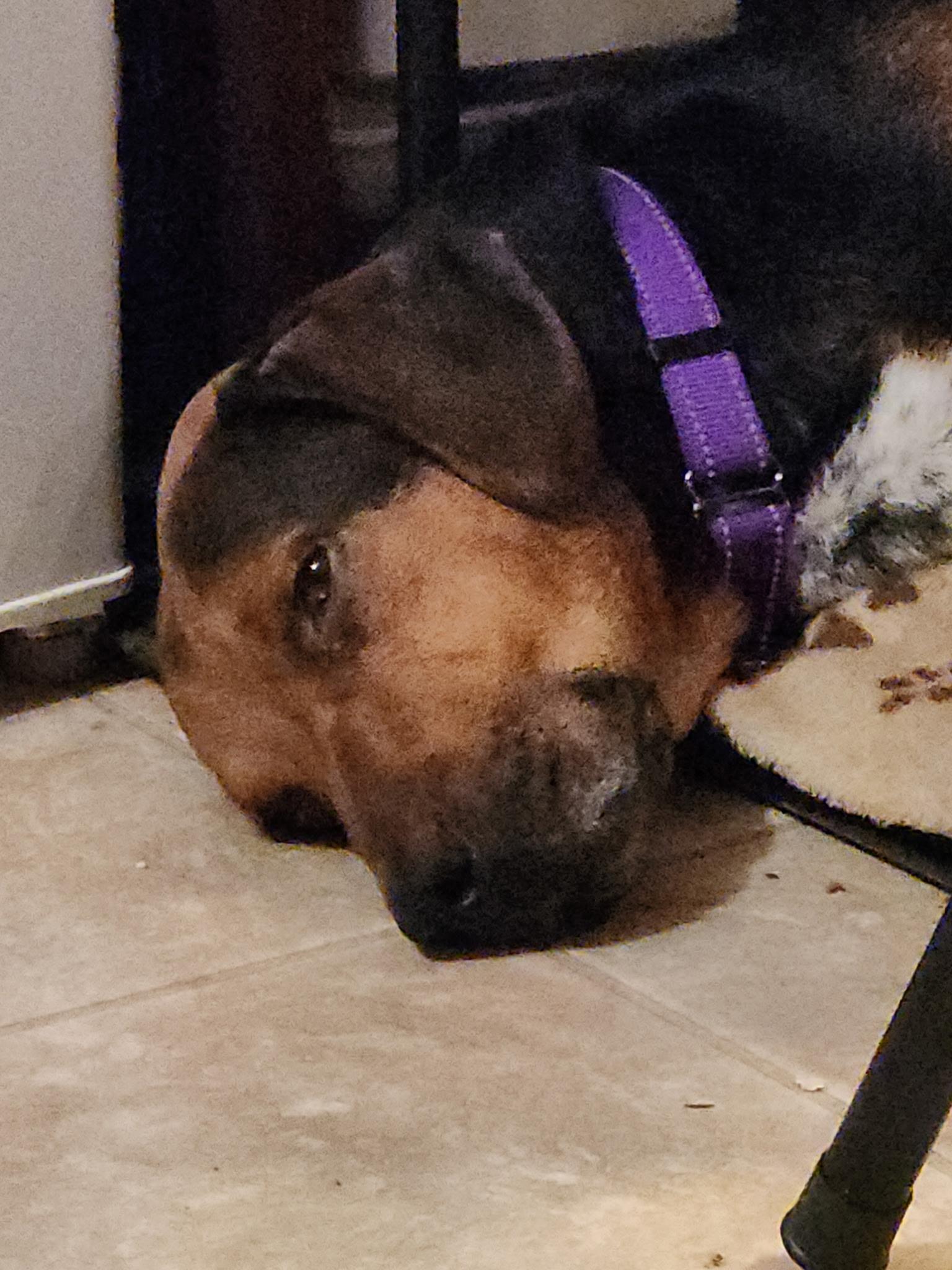 Enlarge Donatello aka Donnie, a ADOPTABLE mixed breed in Bowdoin, ME image 5/5