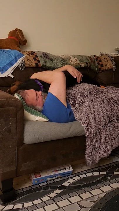 Enlarge Donatello aka Donnie, a ADOPTABLE mixed breed in Bowdoin, ME video 4/5