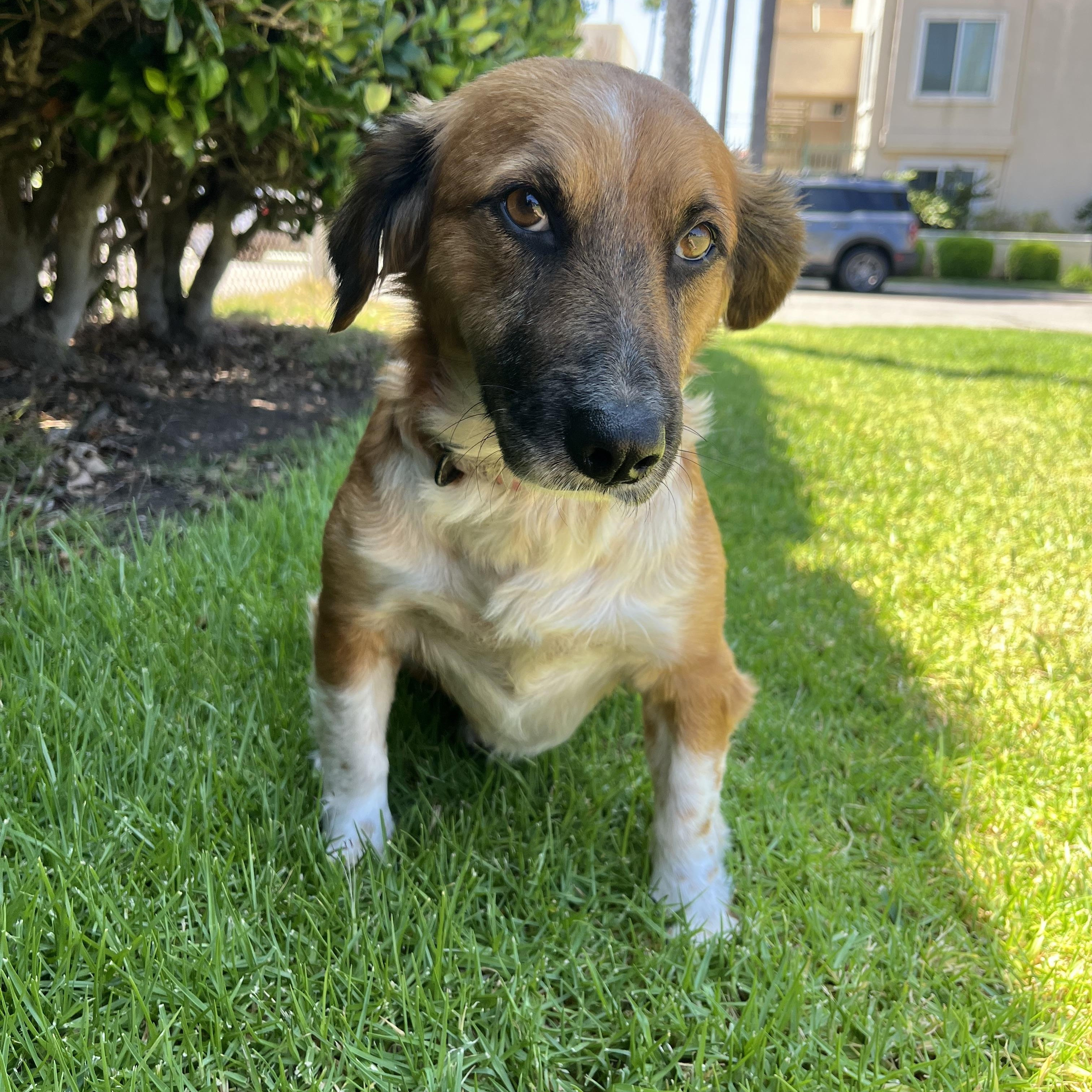 Kona