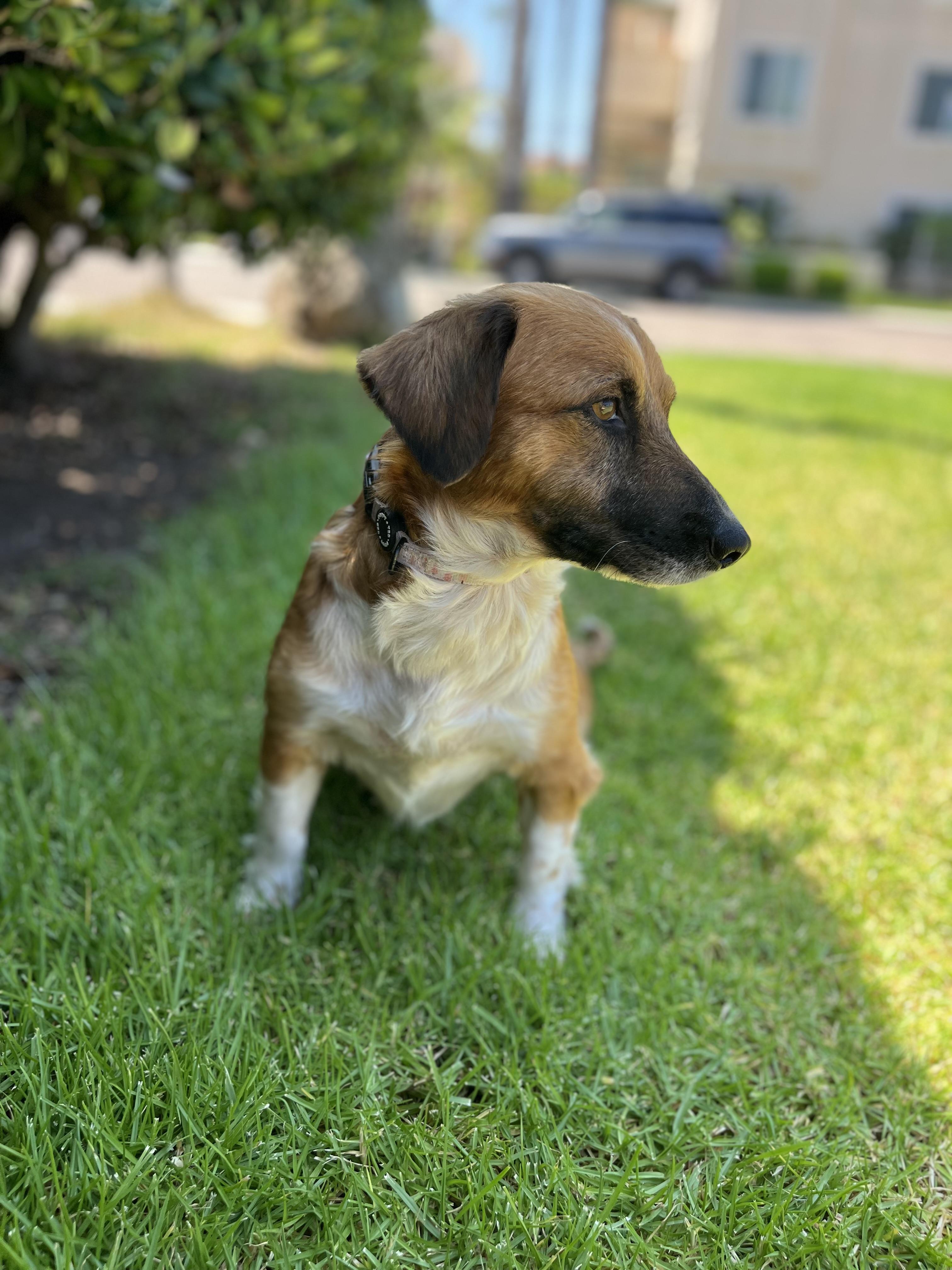 Kona