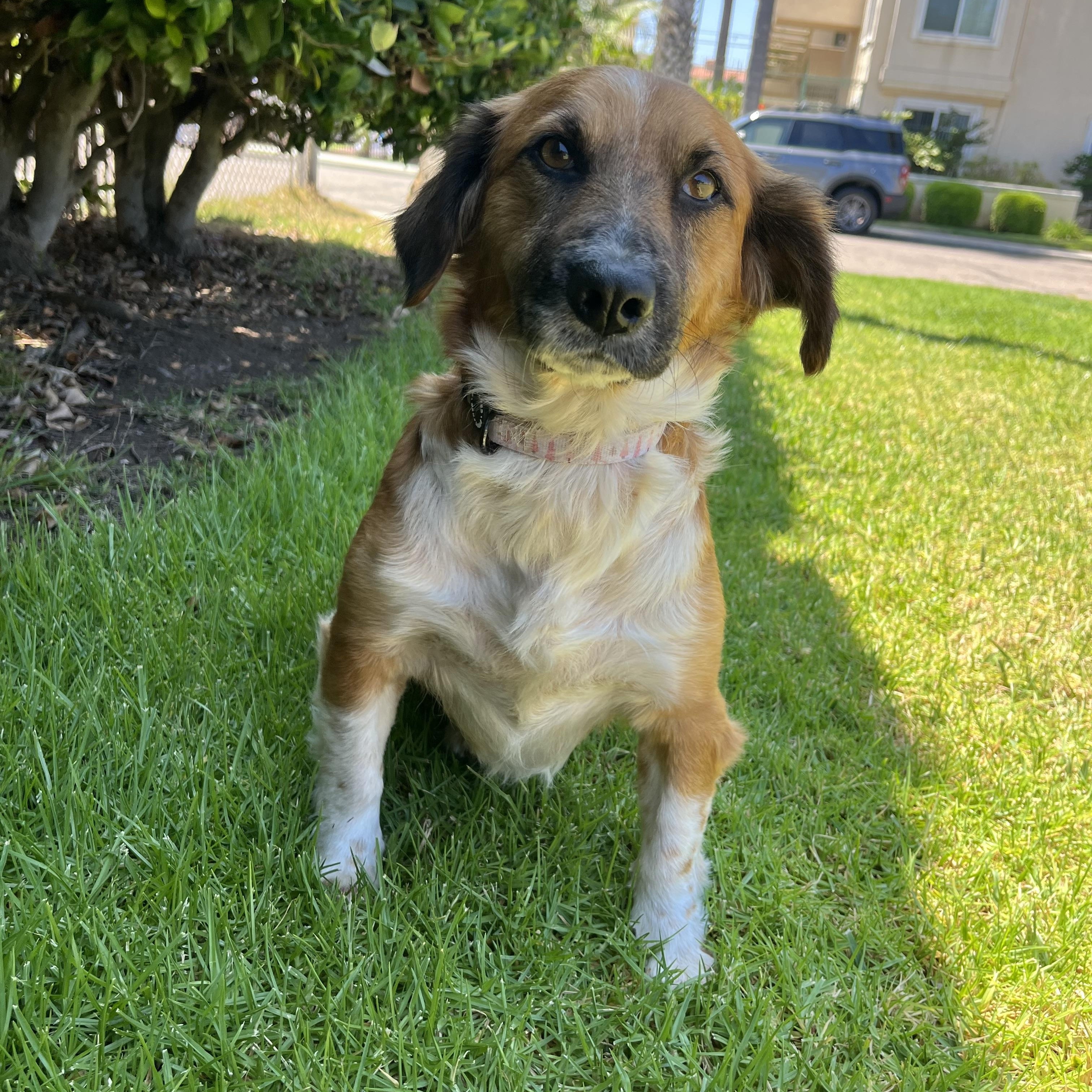 Kona