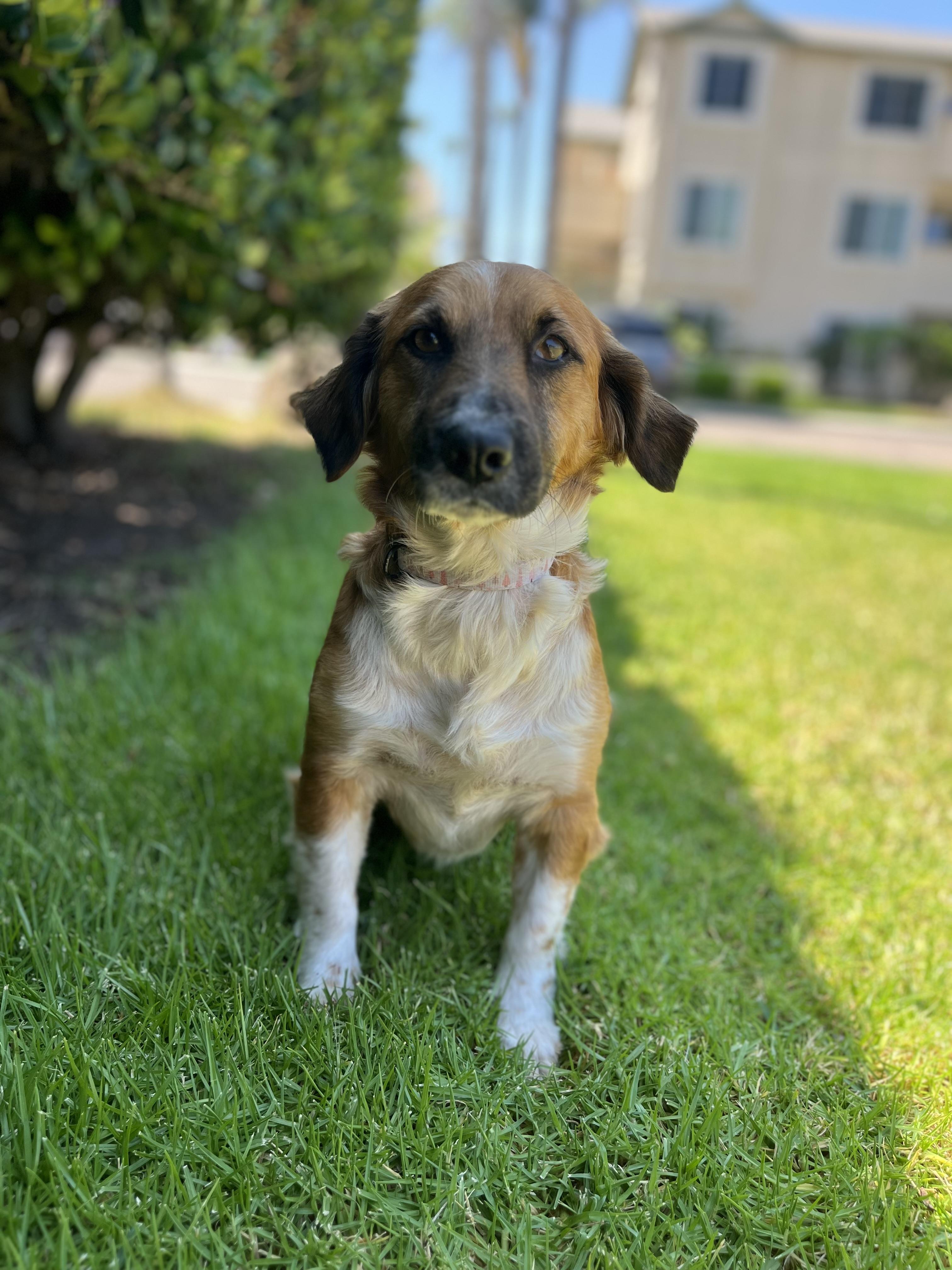 Kona