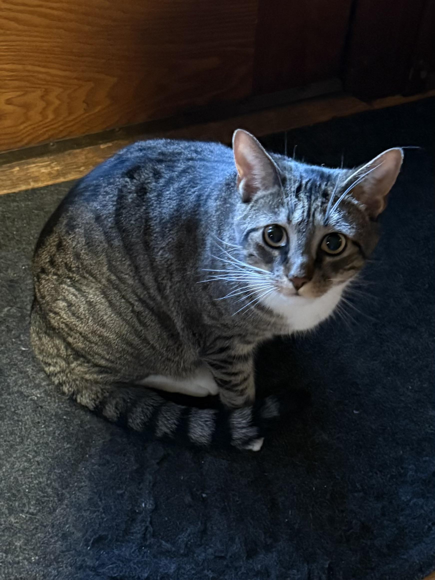 Enlarge Bobbi, a ADOPTABLE mixed breed in Succasunna, NJ image 4/6