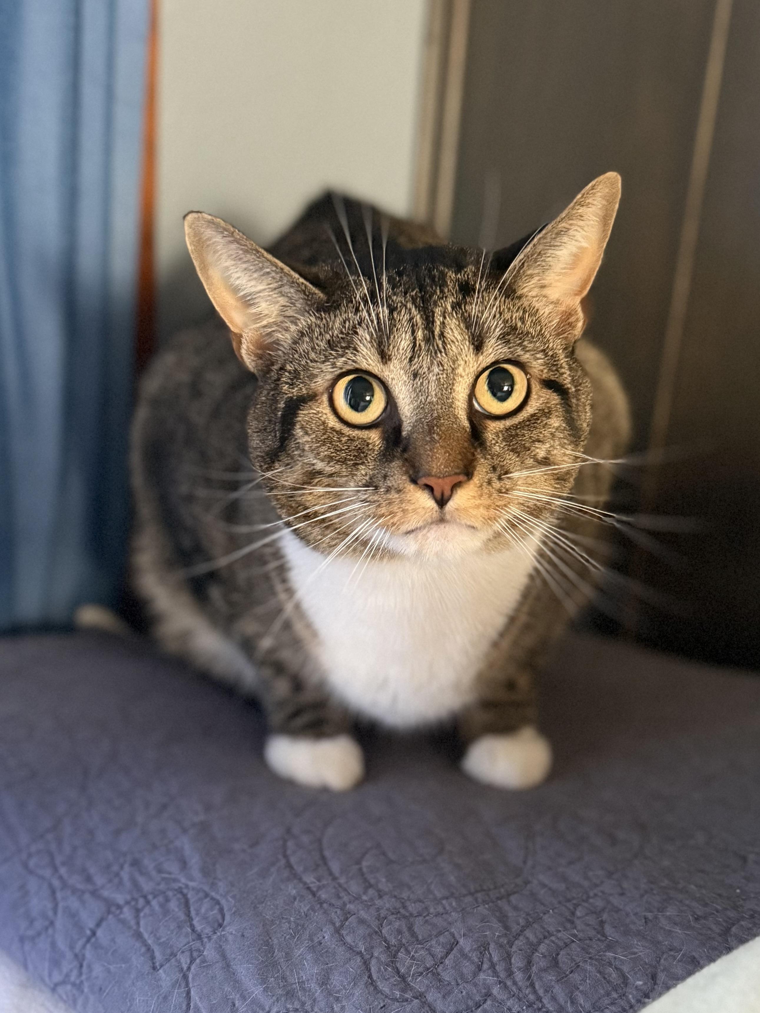 Enlarge Bobbi, a ADOPTABLE mixed breed in Succasunna, NJ image 2/6