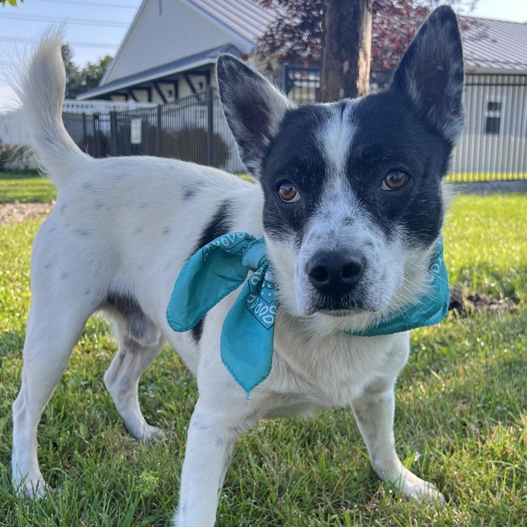 Changa, a Adoptable Mixed Breed in Canal Winchester, OH image 1/5