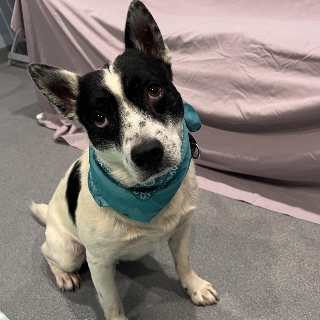 Changa, a Adoptable Mixed Breed in Canal Winchester, OH image 2/5
