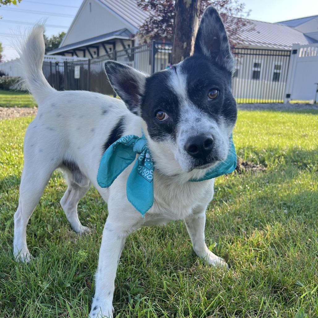 Changa, a Adoptable Mixed Breed in Canal Winchester, OH image 3/5