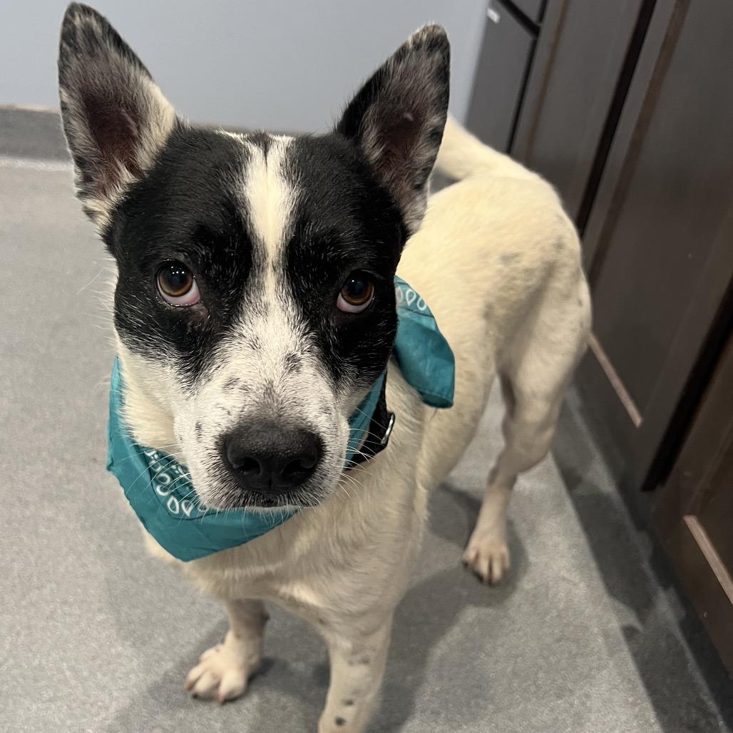 Changa, a Adoptable Mixed Breed in Canal Winchester, OH image 4/5
