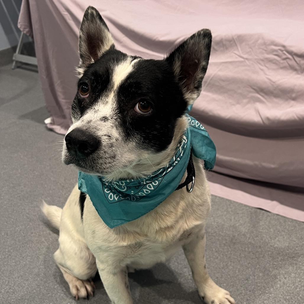 Changa, a Adoptable Mixed Breed in Canal Winchester, OH image 5/5