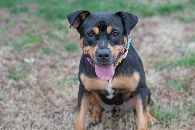 BROOKLYN, Adoptable, Young Female Rottweiler & Mixed Breed.