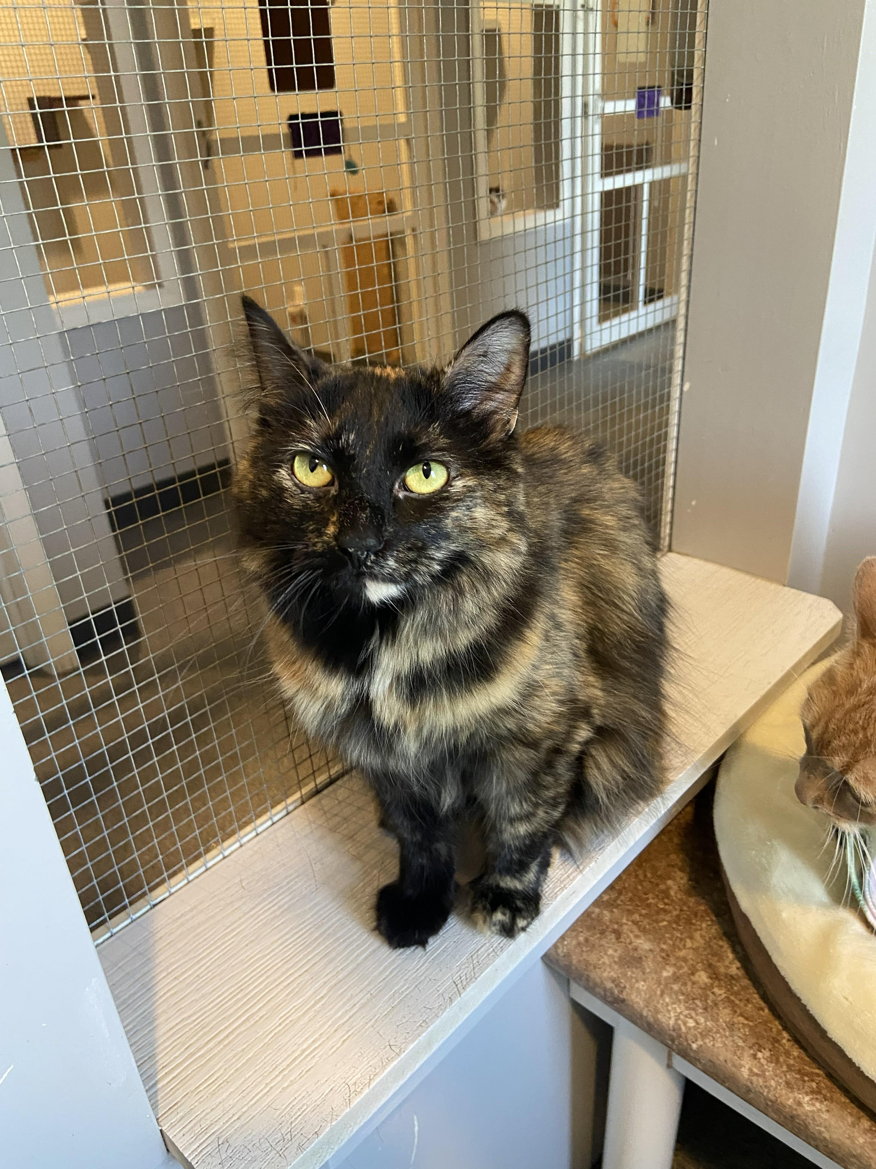 Enlarge Madison Pitsch, an adopted Domestic Medium Hair in Lincoln, NE image 2/2