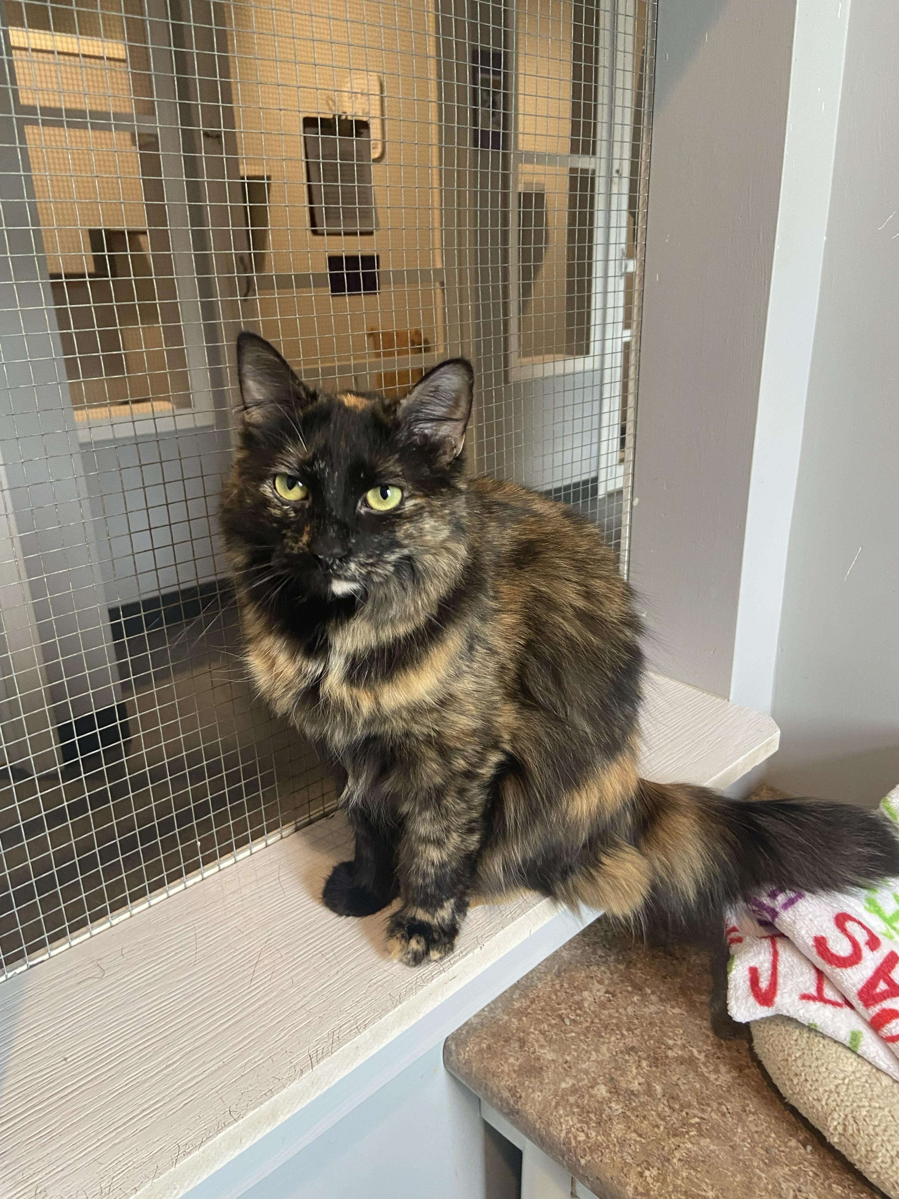 Enlarge Madison Pitsch, an adopted Domestic Medium Hair in Lincoln, NE image 1/2