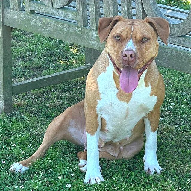 Enlarge Charity, a Adoptable Mixed Breed in Chattanooga, TN image 1/6