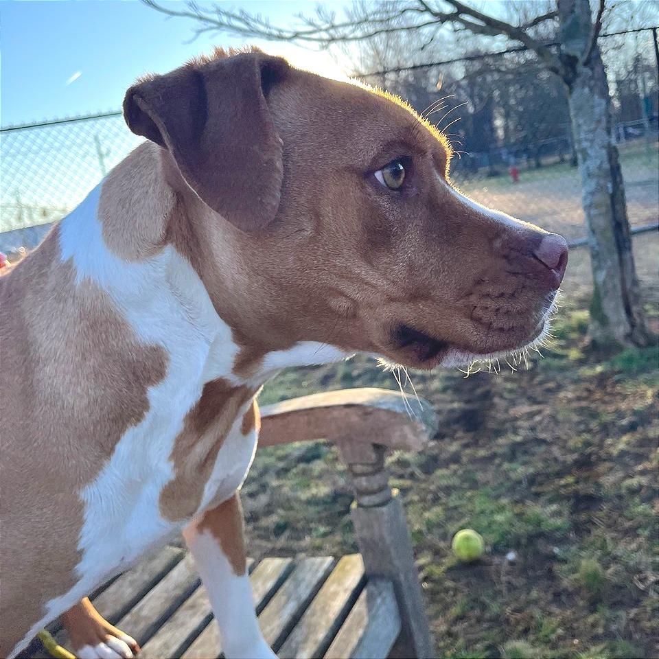 Enlarge Charity, a Adoptable Mixed Breed in Chattanooga, TN image 1/6