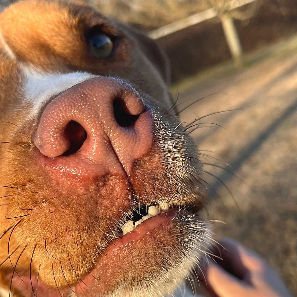 Enlarge Charity, a Adoptable Mixed Breed in Chattanooga, TN image 2/6