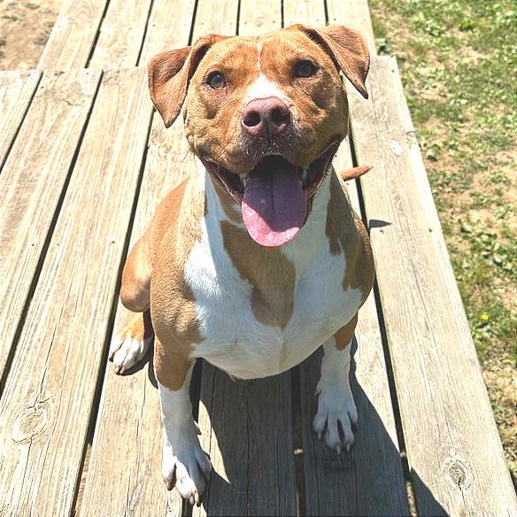 Enlarge Charity, a Adoptable Mixed Breed in Chattanooga, TN image 4/6