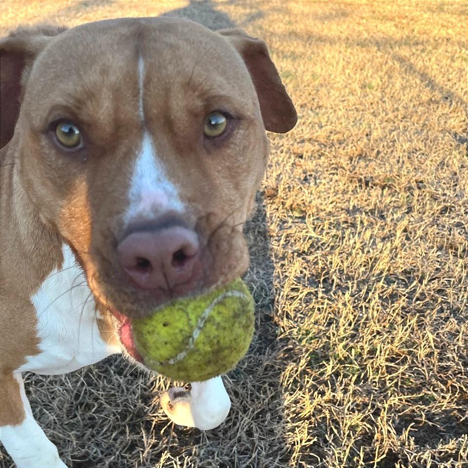 Enlarge Charity, a Adoptable Mixed Breed in Chattanooga, TN image 3/6
