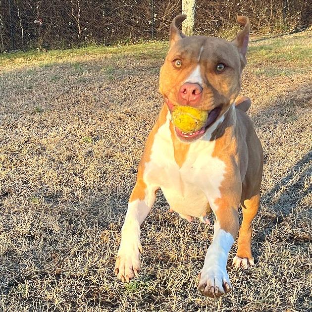 Enlarge Charity, a Adoptable Mixed Breed in Chattanooga, TN image 4/6