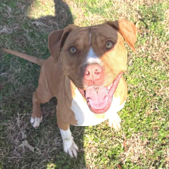 Enlarge Charity, a Adoptable Mixed Breed in Chattanooga, TN image 5/6