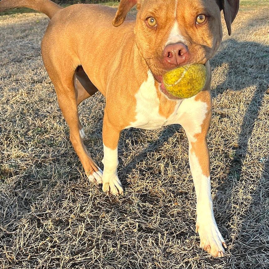 Enlarge Charity, a Adoptable Mixed Breed in Chattanooga, TN image 6/6