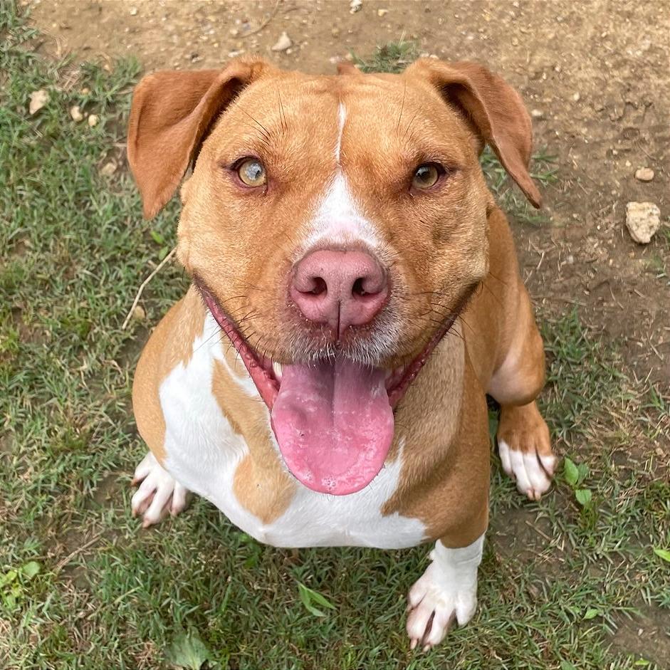 Enlarge Charity, a Adoptable Mixed Breed in Chattanooga, TN image 5/6