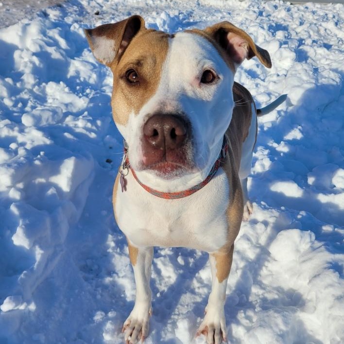 Enlarge Lucy Goosey, a ADOPTABLE mixed breed in Spencer, IA image 1/1